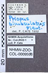 Etikett zu Melanotus elongatus (Schwarz, 1902)